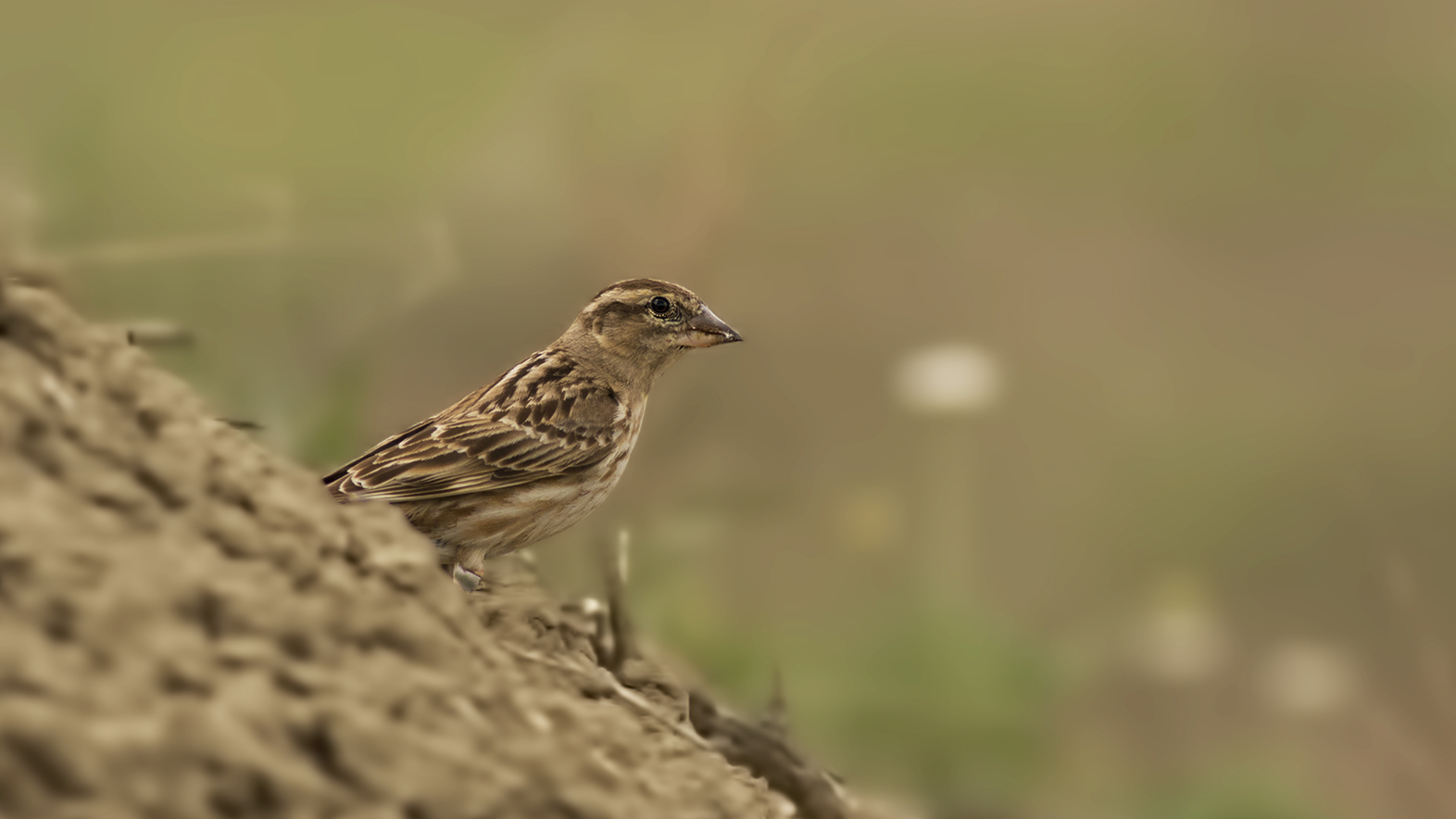 Spanish Sparrow